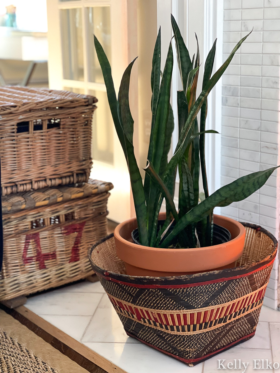 Snake plants are such easy care and love the basket planter kellyelko.com