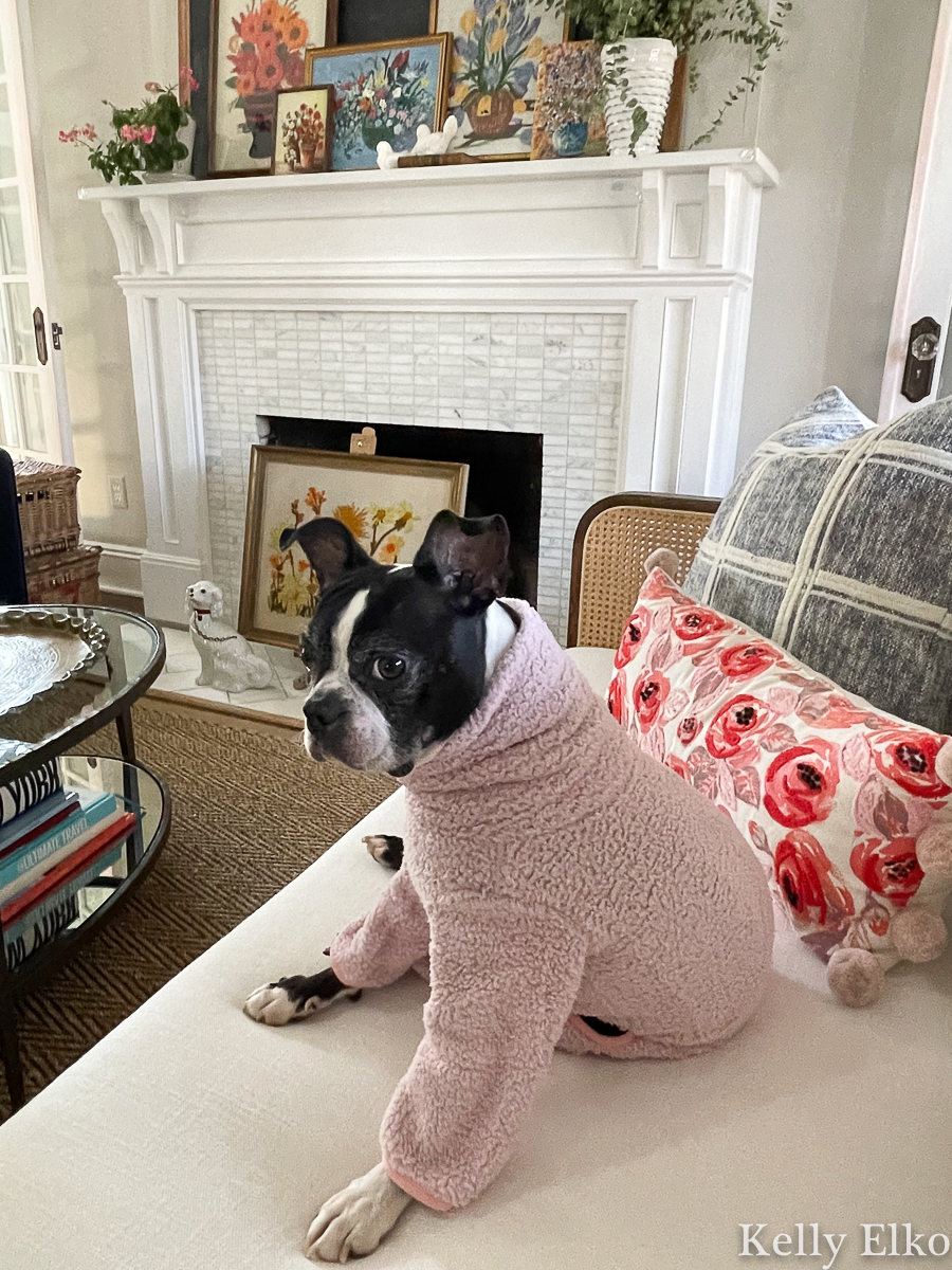 Cute Boston Terrier in a pink onesie! kellyelko.com