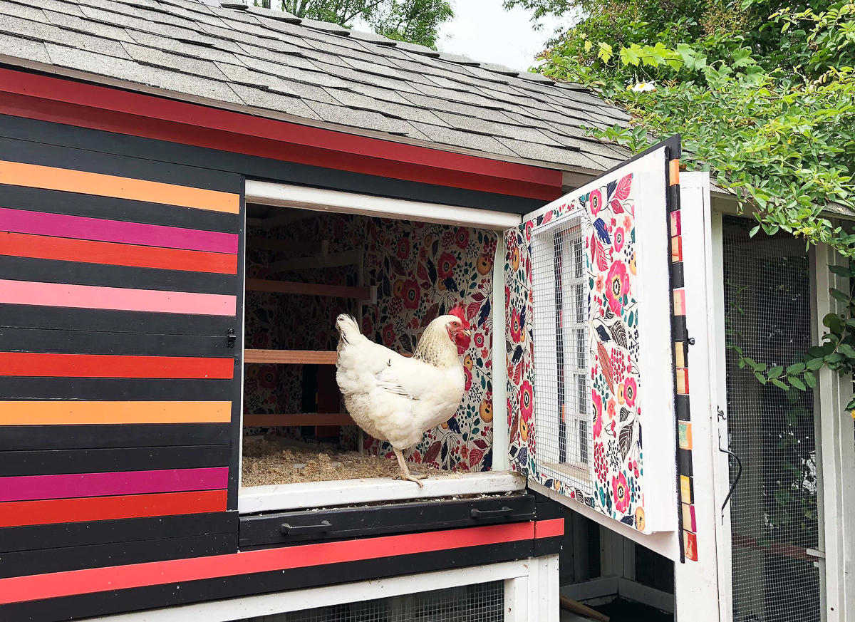 Adorable chicken coop with floral wallpaper 