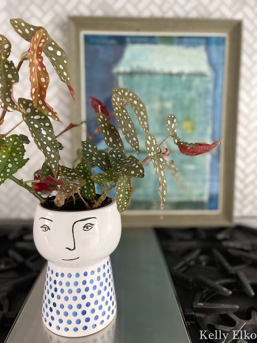 Love this face planter with polka dot begonia kellyelko.com