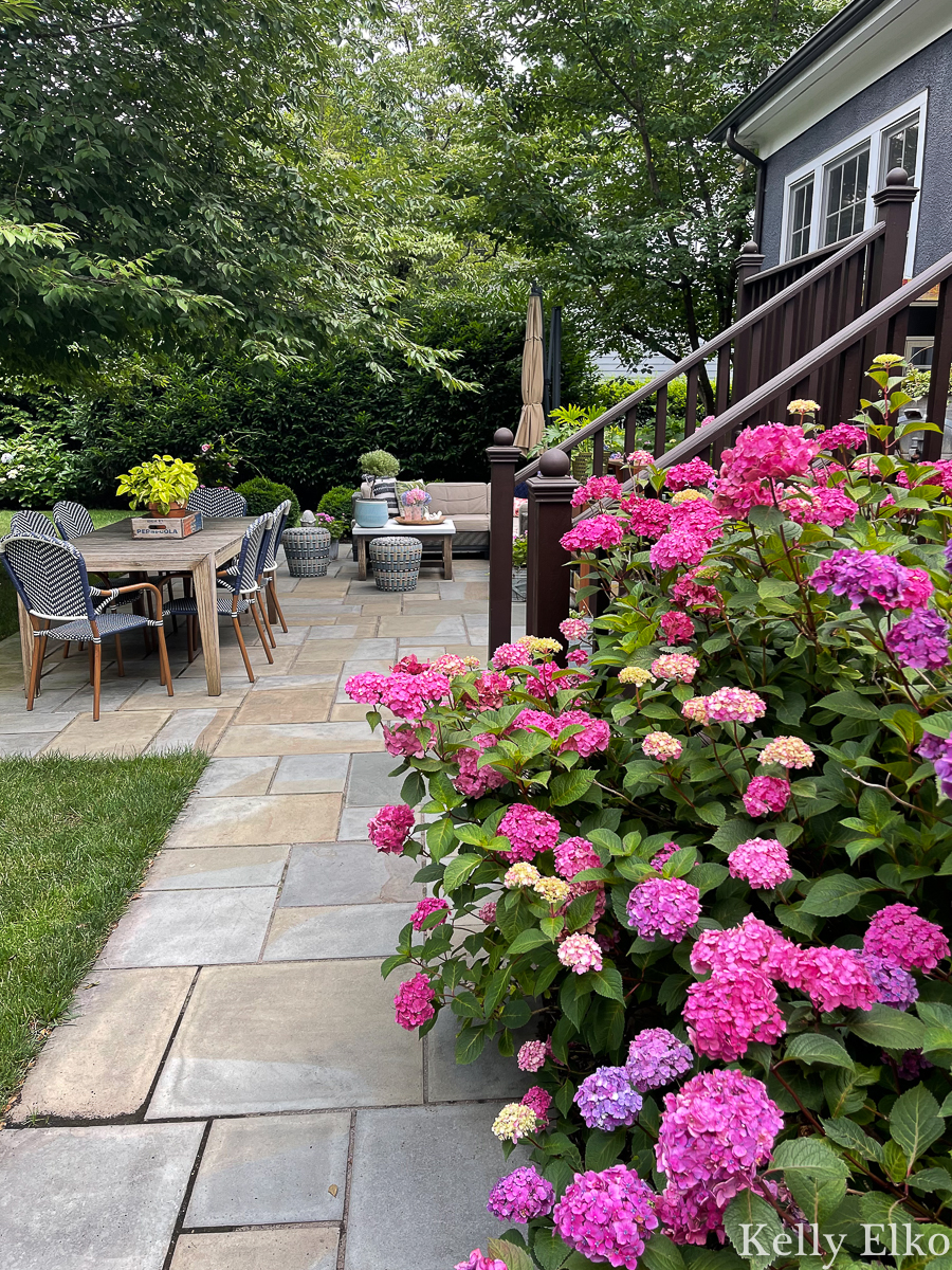 Stunning pink and purple Endless Summer hydrangeas on this bluestone patio