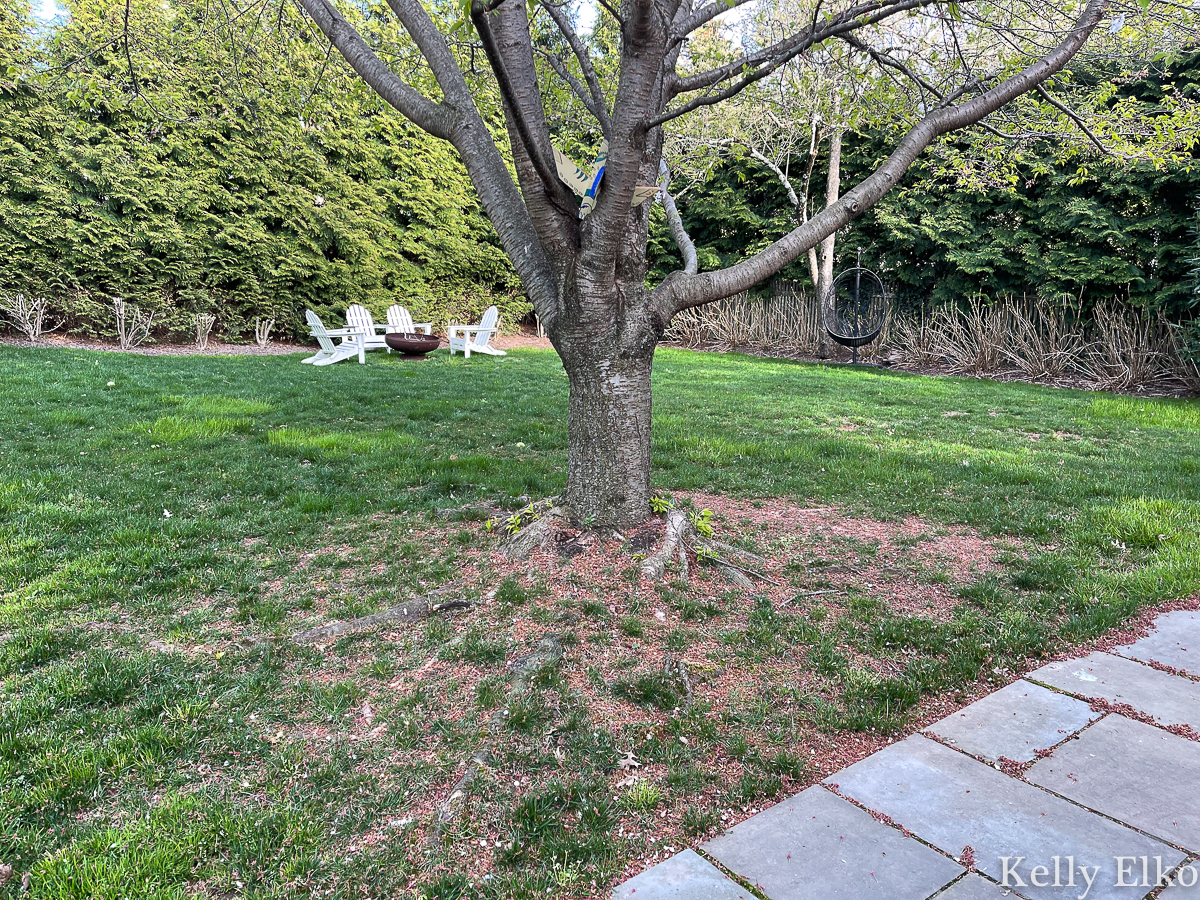 How to plant ground cover under a tree and cover ugly, exposed tree roots kellyelko.com