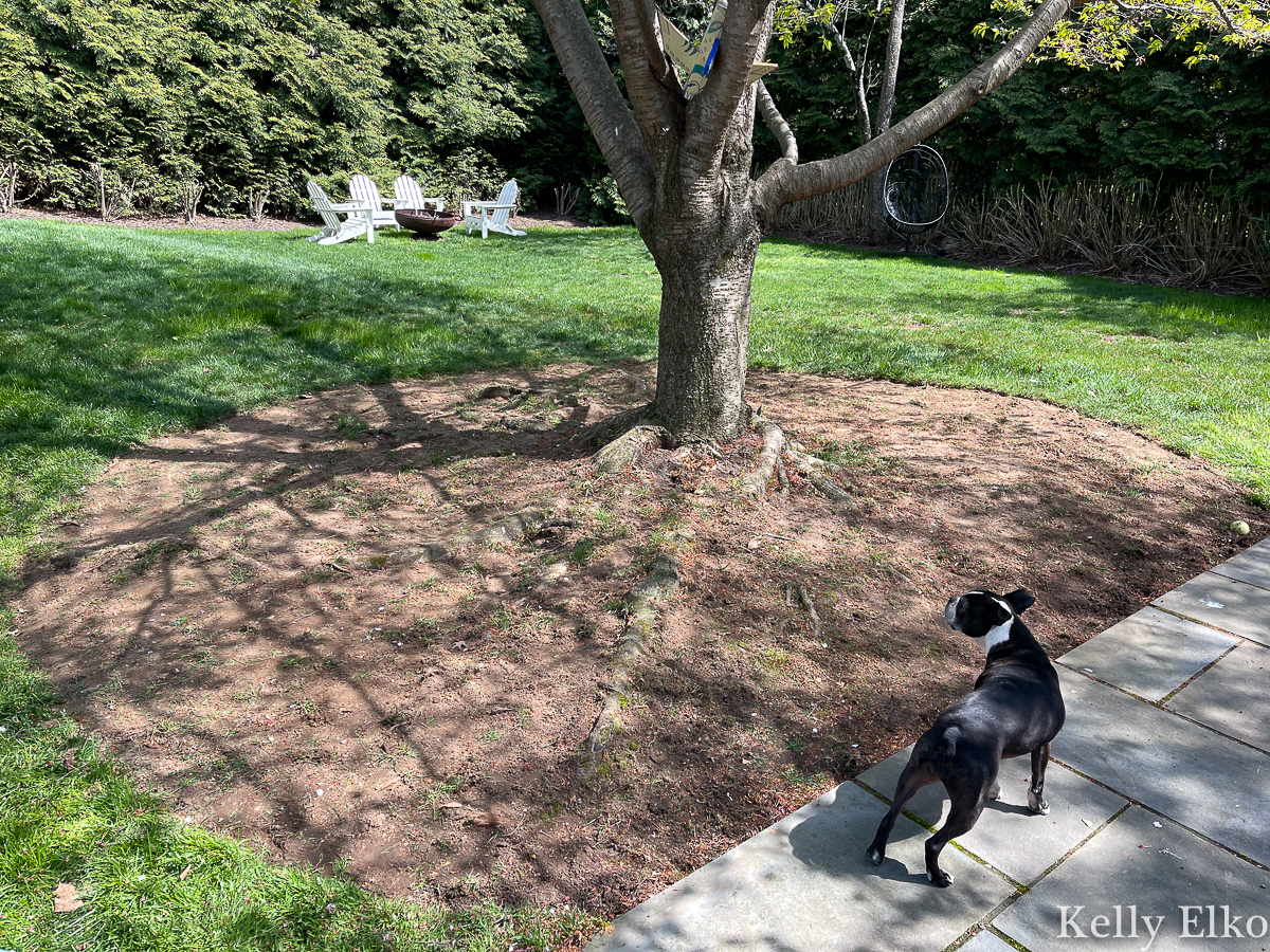 How to plant ground cover under a tree and cover ugly, exposed tree roots kellyelko.com