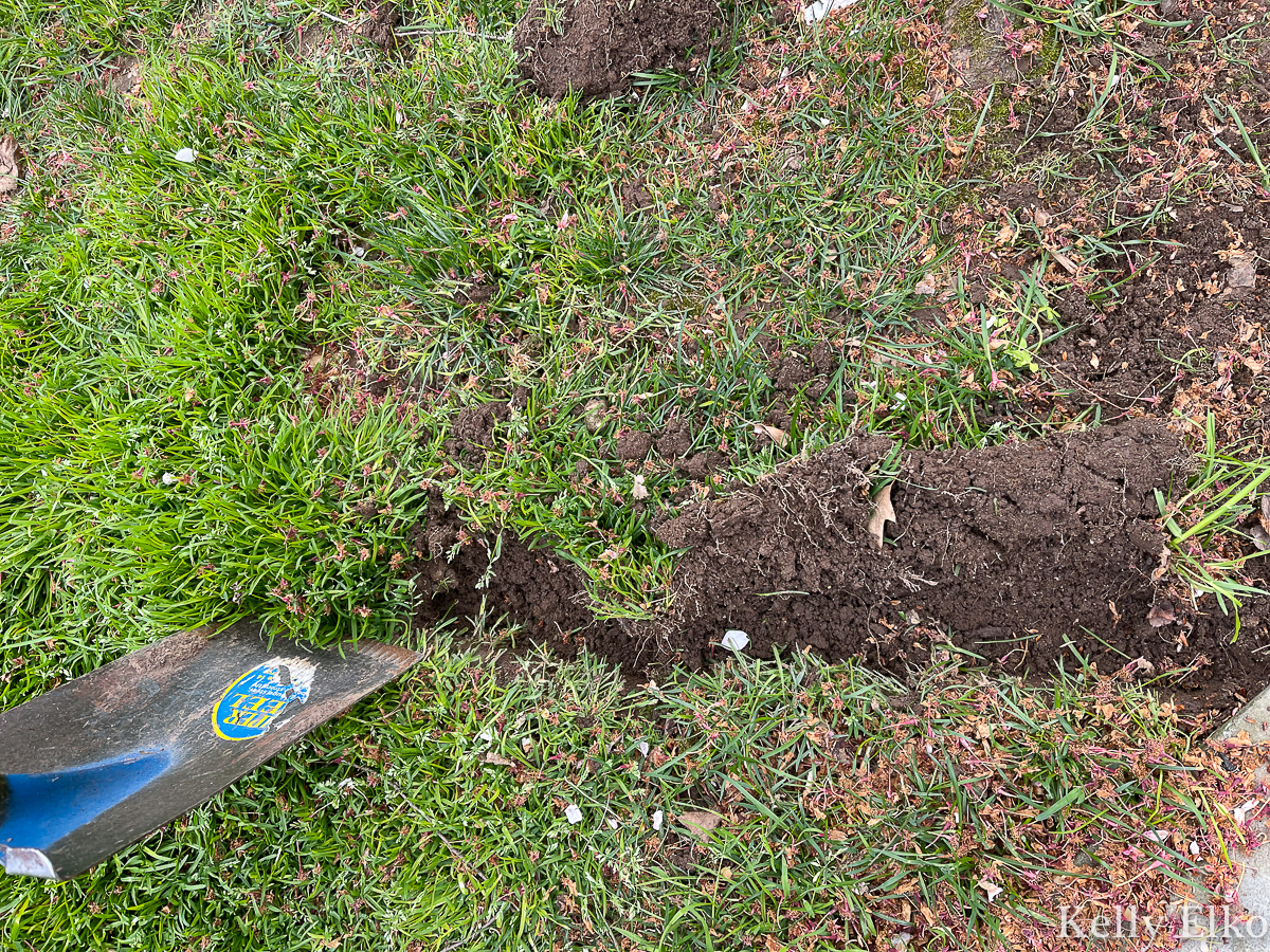 How to plant ground cover under a tree and cover ugly, exposed tree roots. A flat head shovel is the best for edging a garden bed kellyelko.com