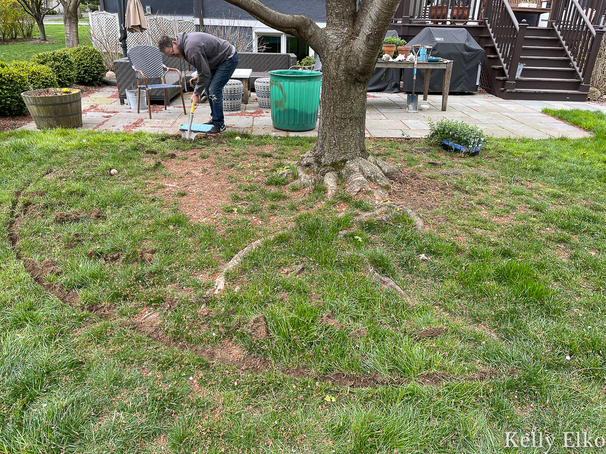 How to plant ground cover under a tree and cover ugly, exposed tree roots including how to edge the perfect bed kellyelko.com