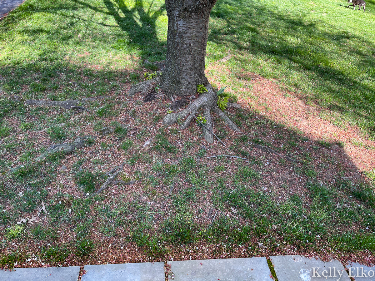 How to plant ground cover under a tree and cover ugly, exposed tree roots kellyelko.com