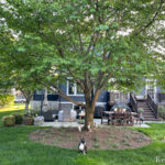 ground cover under tree