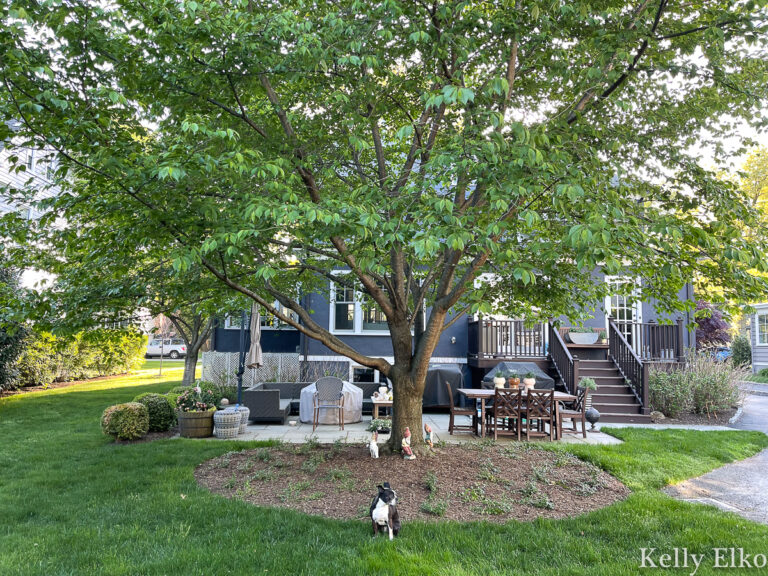 ground cover under tree