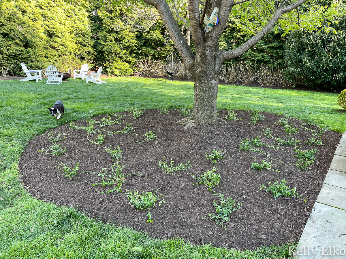 How to plant ground cover under a tree and cover ugly, exposed tree roots kellyelko.com