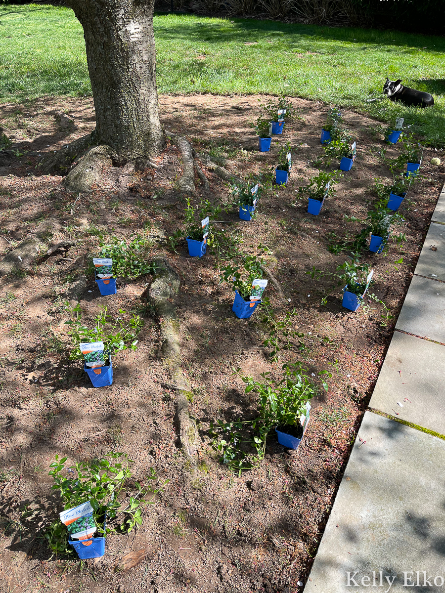 How to plant ground cover under a tree and cover ugly, exposed tree roots. Vinca is a great ground cover choice under trees kellyelko.com