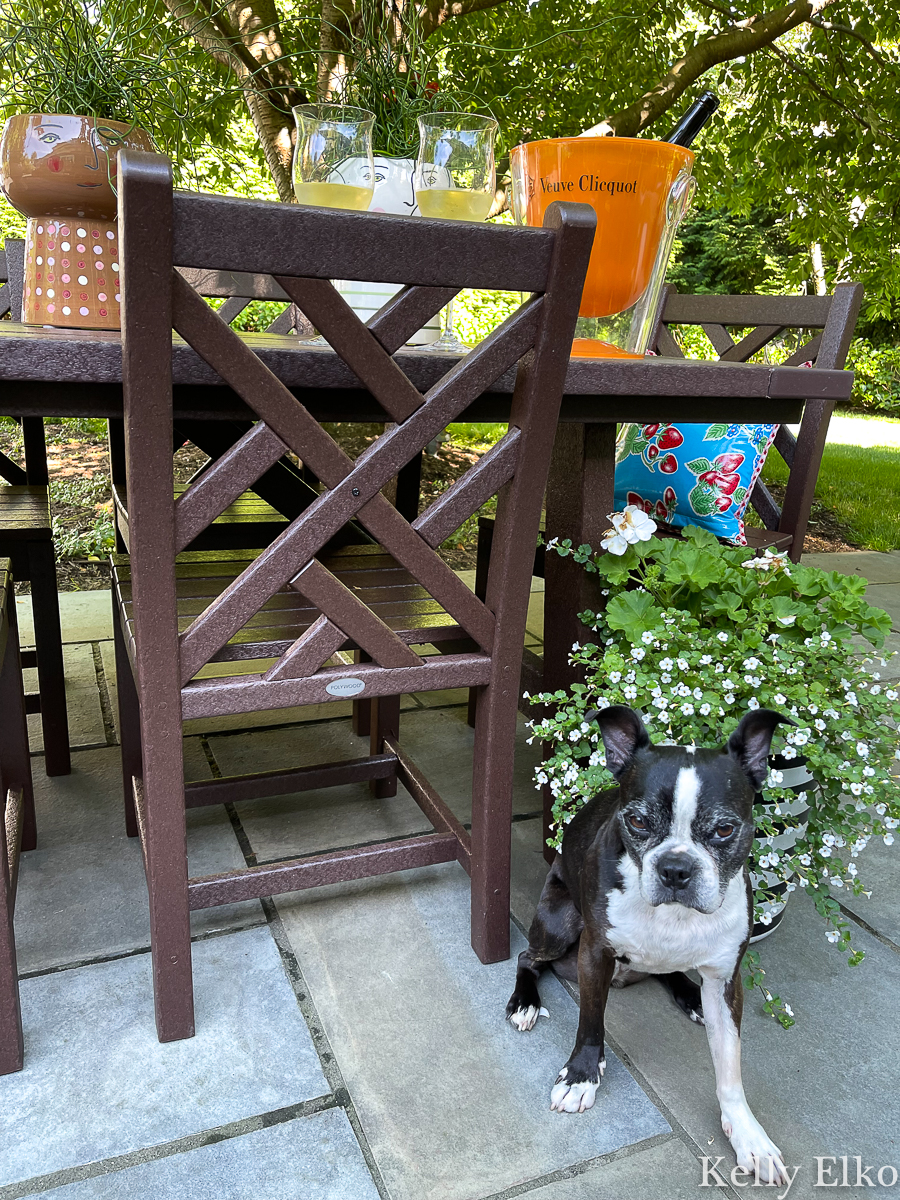 Love this outdoor dining chair and cute Boston Terrier kellyelko.com