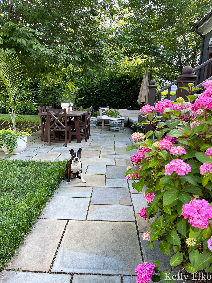 Beautiful bluestone patio with hydrangeas and Polywood furniture kellyelko.com