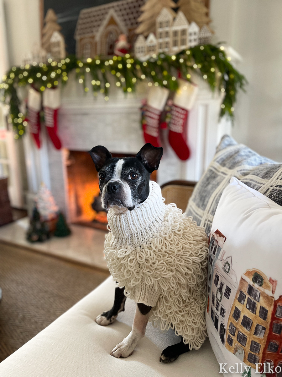 Adorable Boston Terrier in a sweater for Christmas kellyelko.com