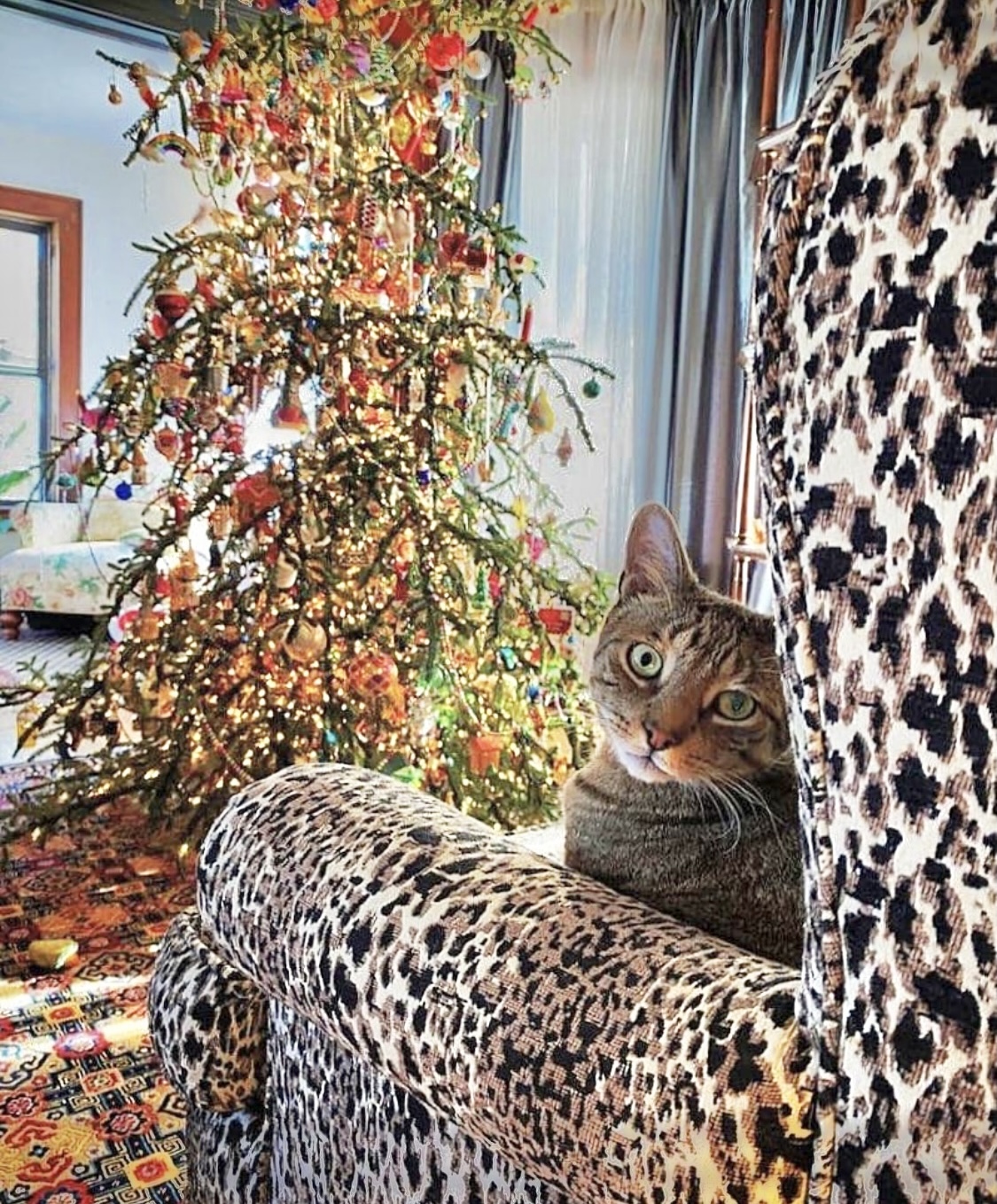 Judgy cat on a leopard print chair and a fabulous Christmas tree covered in vintage ornaments 