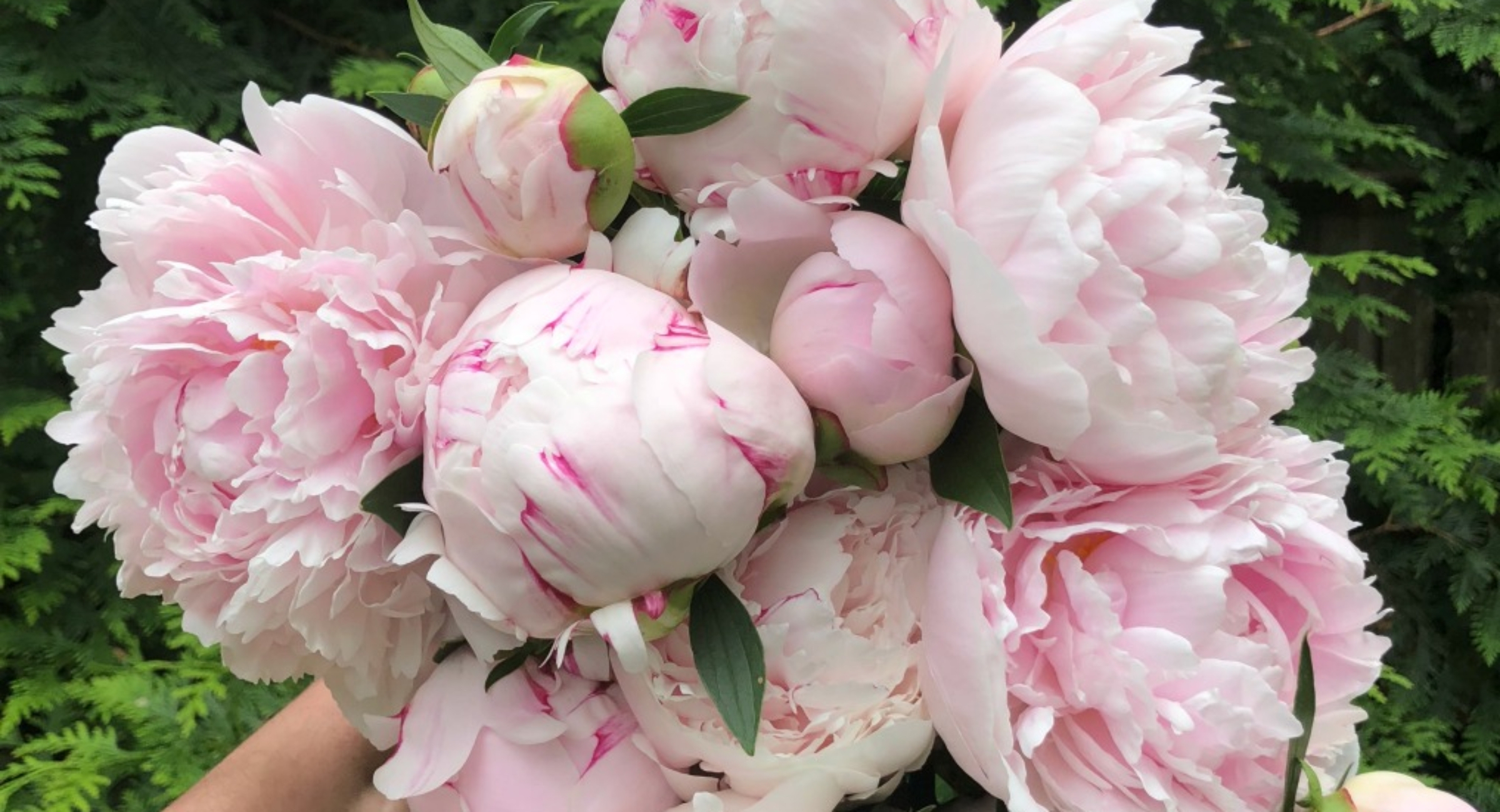 giant-bouquet-peonies