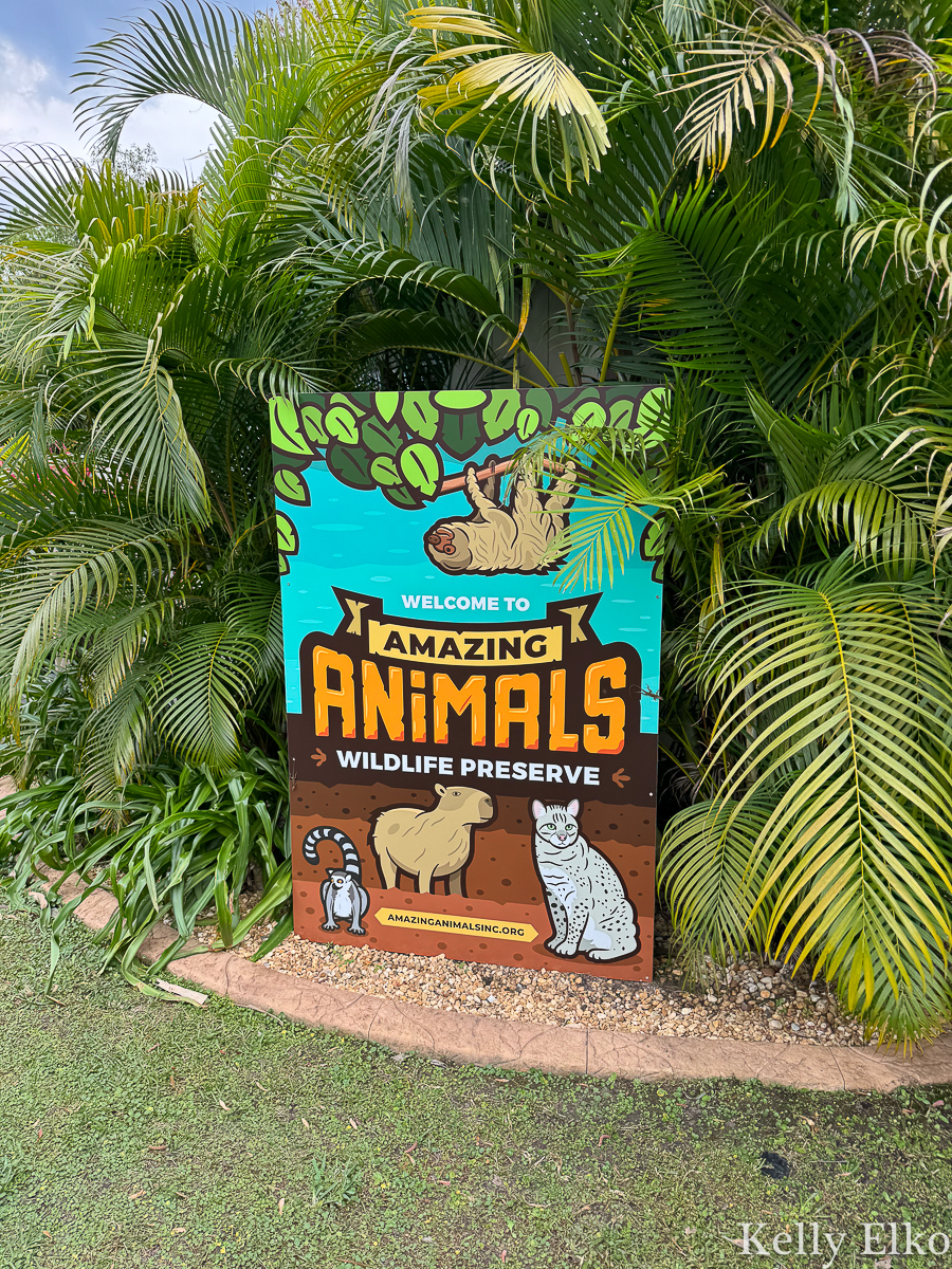 Amazing Animals Wildlife Preserve in St Cloud Florida - pet capybaras and sloths and more / kellyelko.com