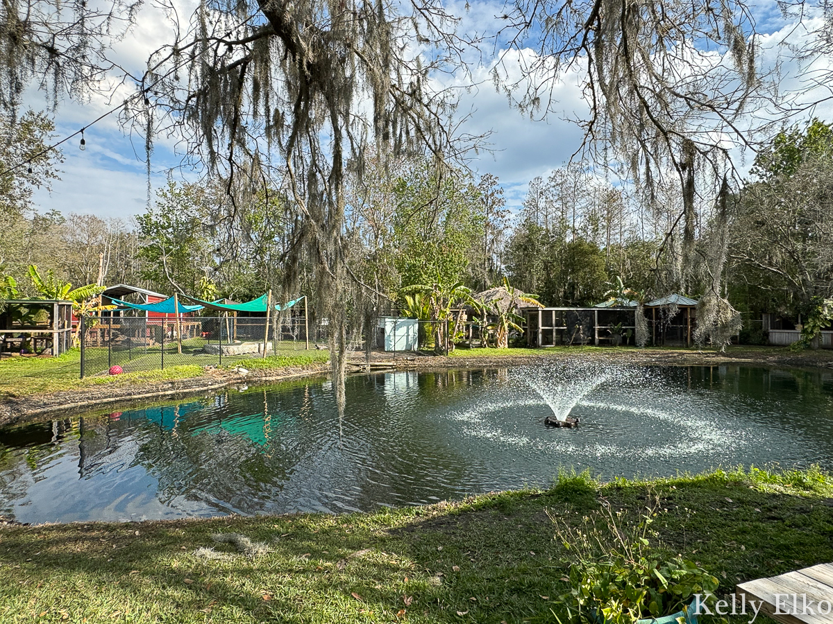 Amazing Animals Wildlife Preserve in St. Cloud Florida / kellyelko.com