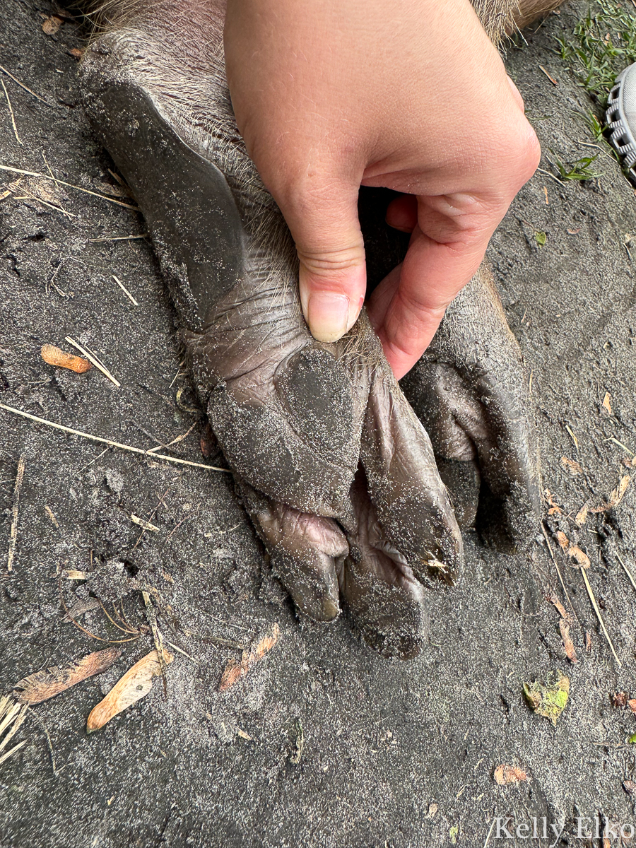 Capybara paw pad is heart shaped / kellyelko.com