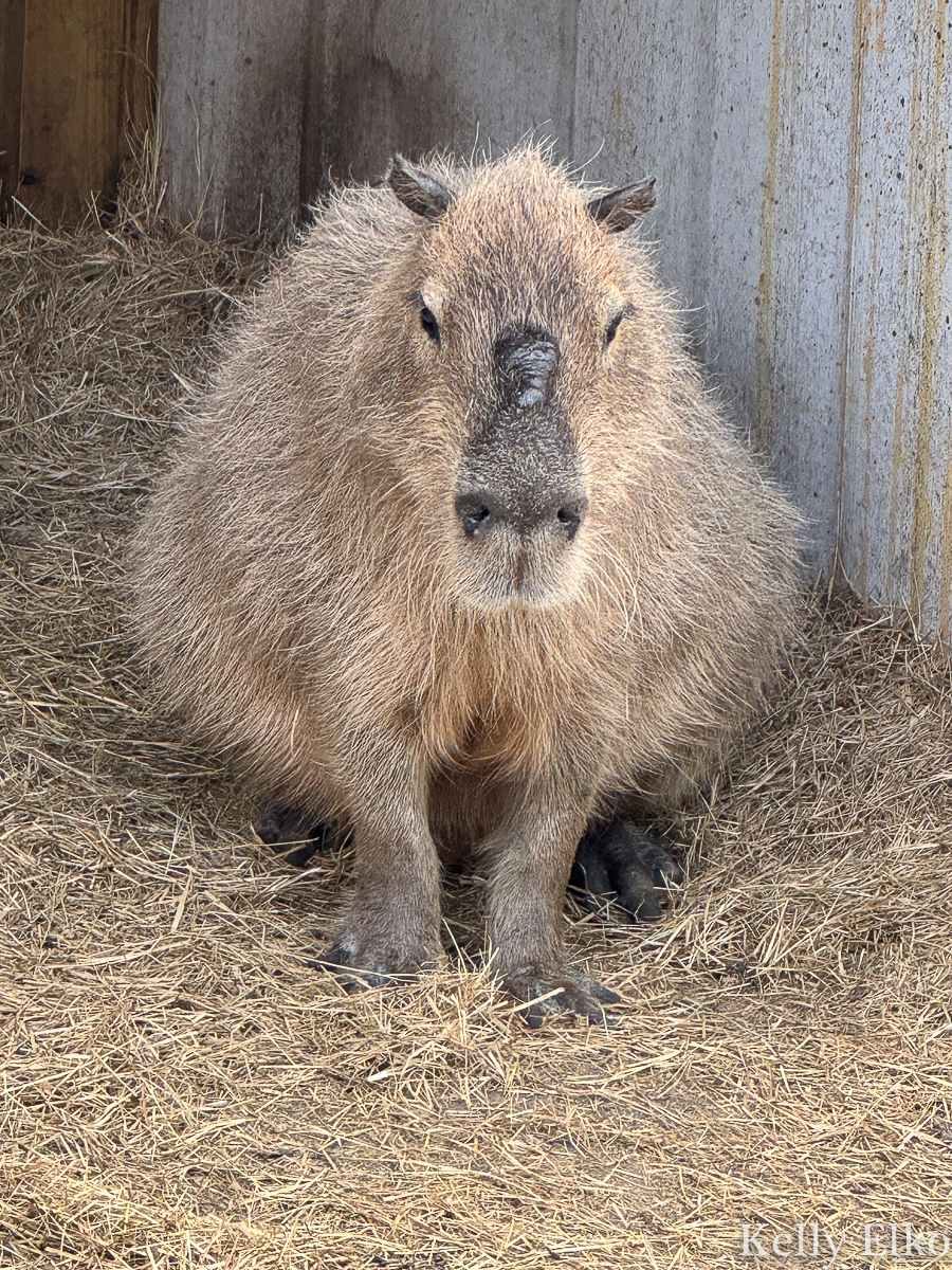 Male Capybara has scent glands on it's nose / kellyelko.com