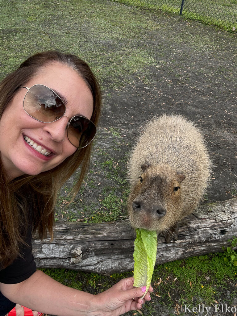 Meet and Capybara and Pet a Sloth / kellyelko.com