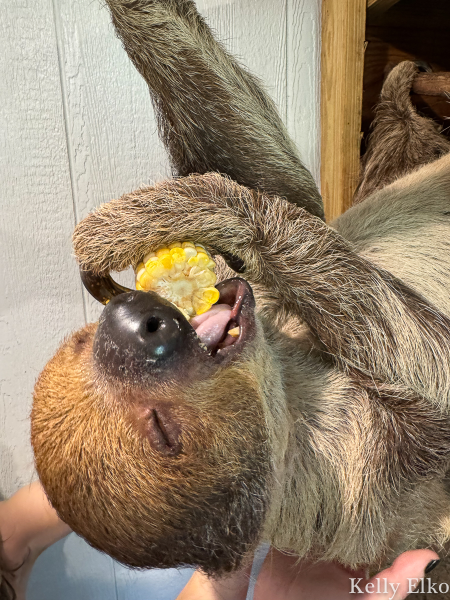 Sloth eating corn / kellyelko.com 