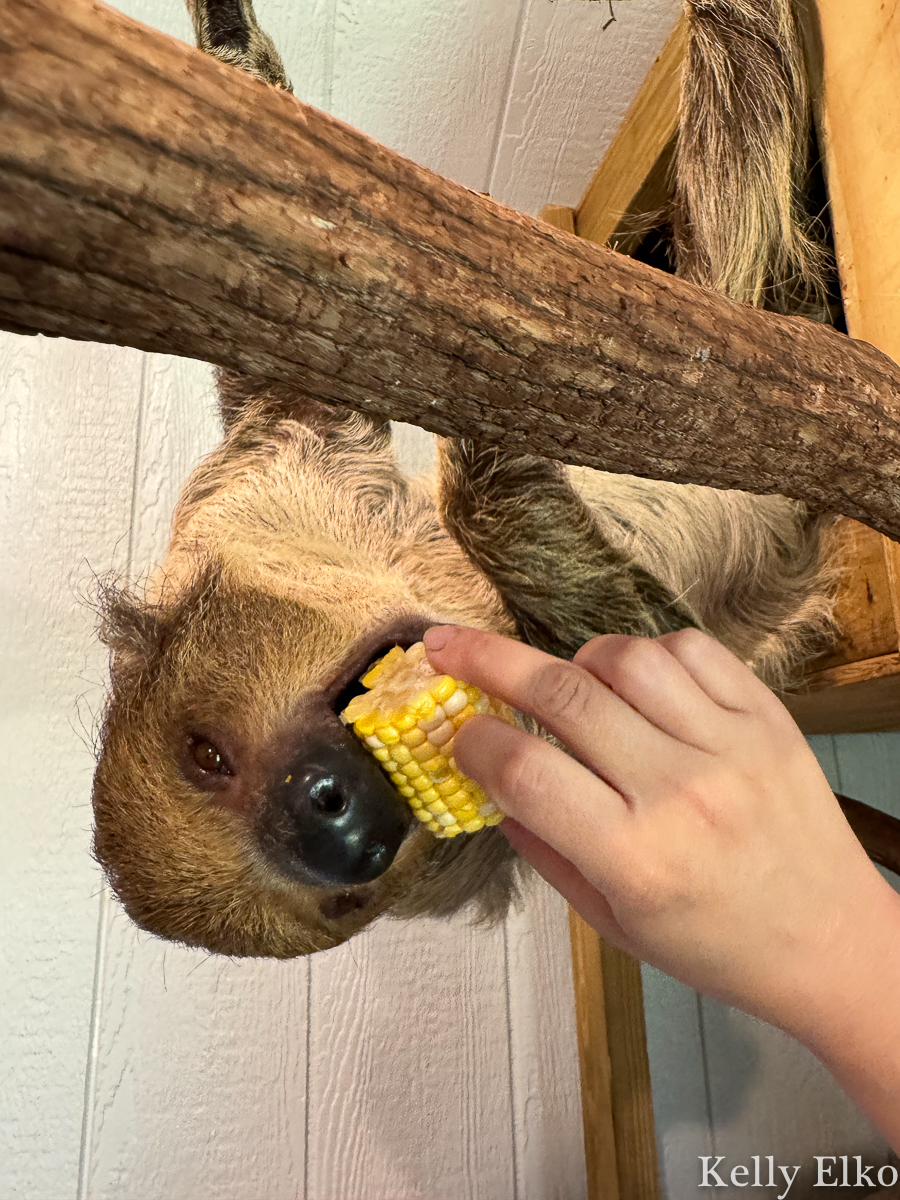 Sloth eating corn - feed a sloth at this wildlife preserve / kellyelko.com