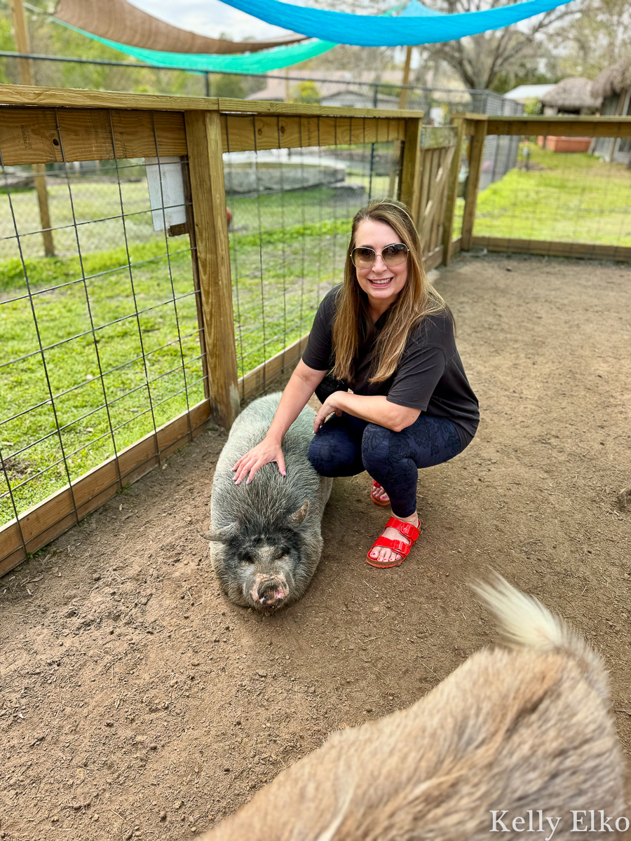 Pet a pig at this wildlife sanctuary / kellyelko.com