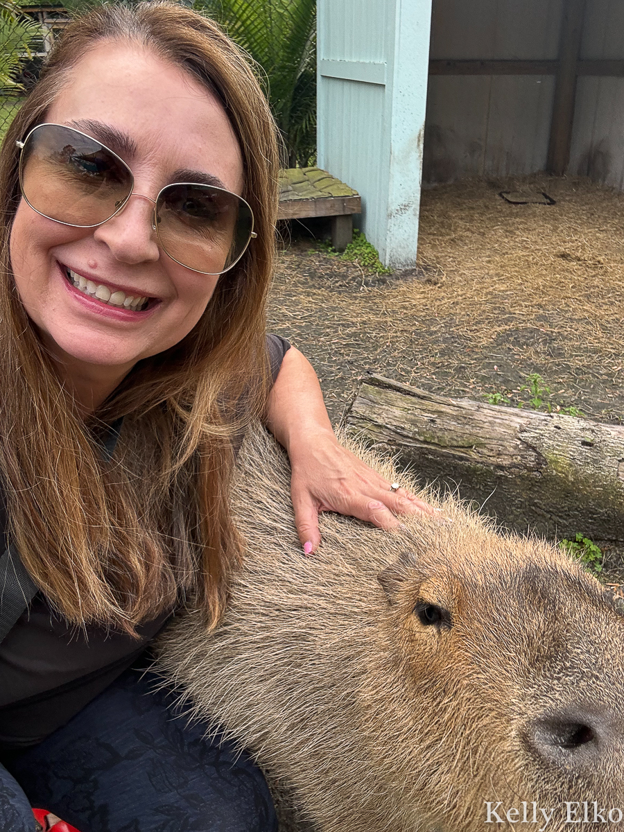Pet a Capybara / kellyelko.com