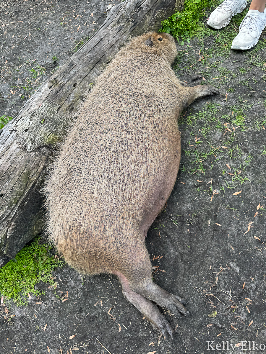 Pregnant Capybara - you can feed and pet capybaras at this wildlife sanctuary / kellyelko.com