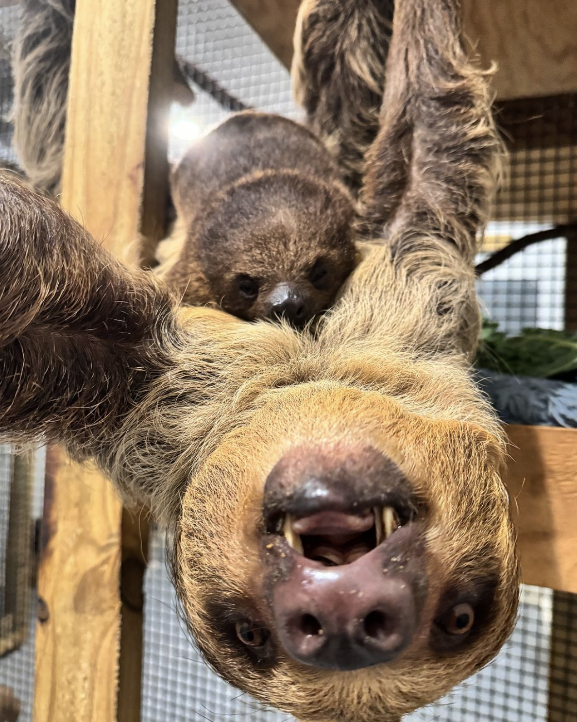 Mom and baby sloths / kellyelko.com