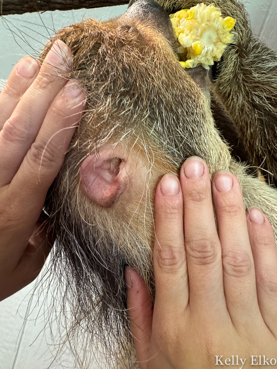 Sloth ear looks like a human ear! / kellyelko.com