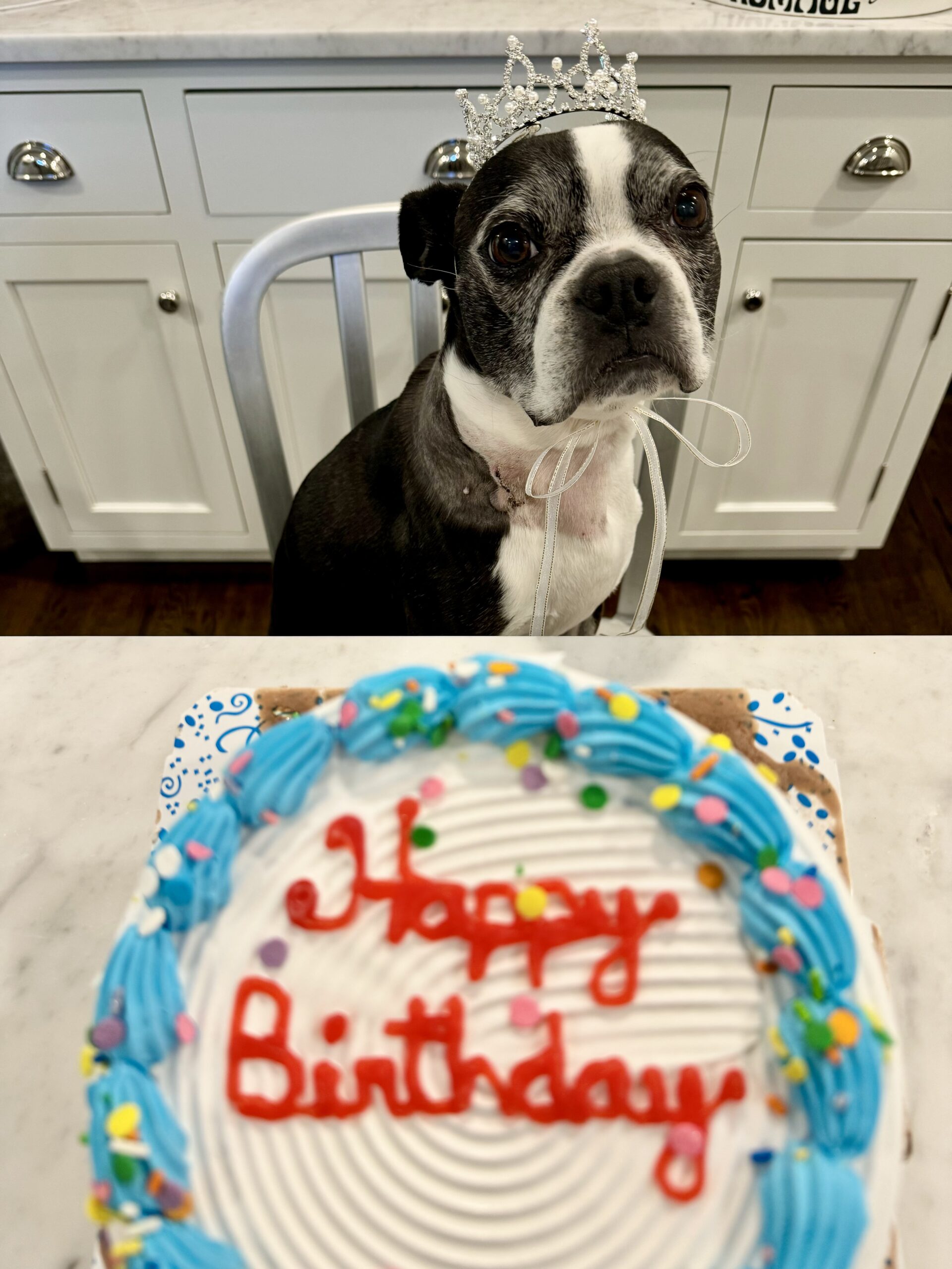 Boton Terrier in tiara birthday / kellyelko.com
