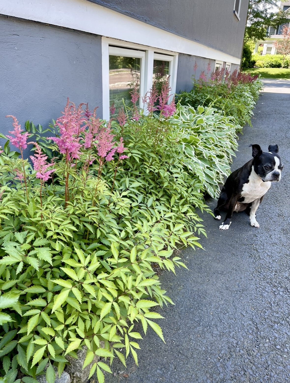 Shade Border - Astilbe and Hosta / kellyelko.com