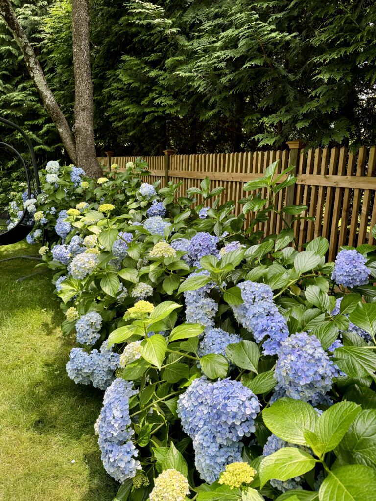 Gorgeous Nikko Blue hydrangeas / kellyelko.com