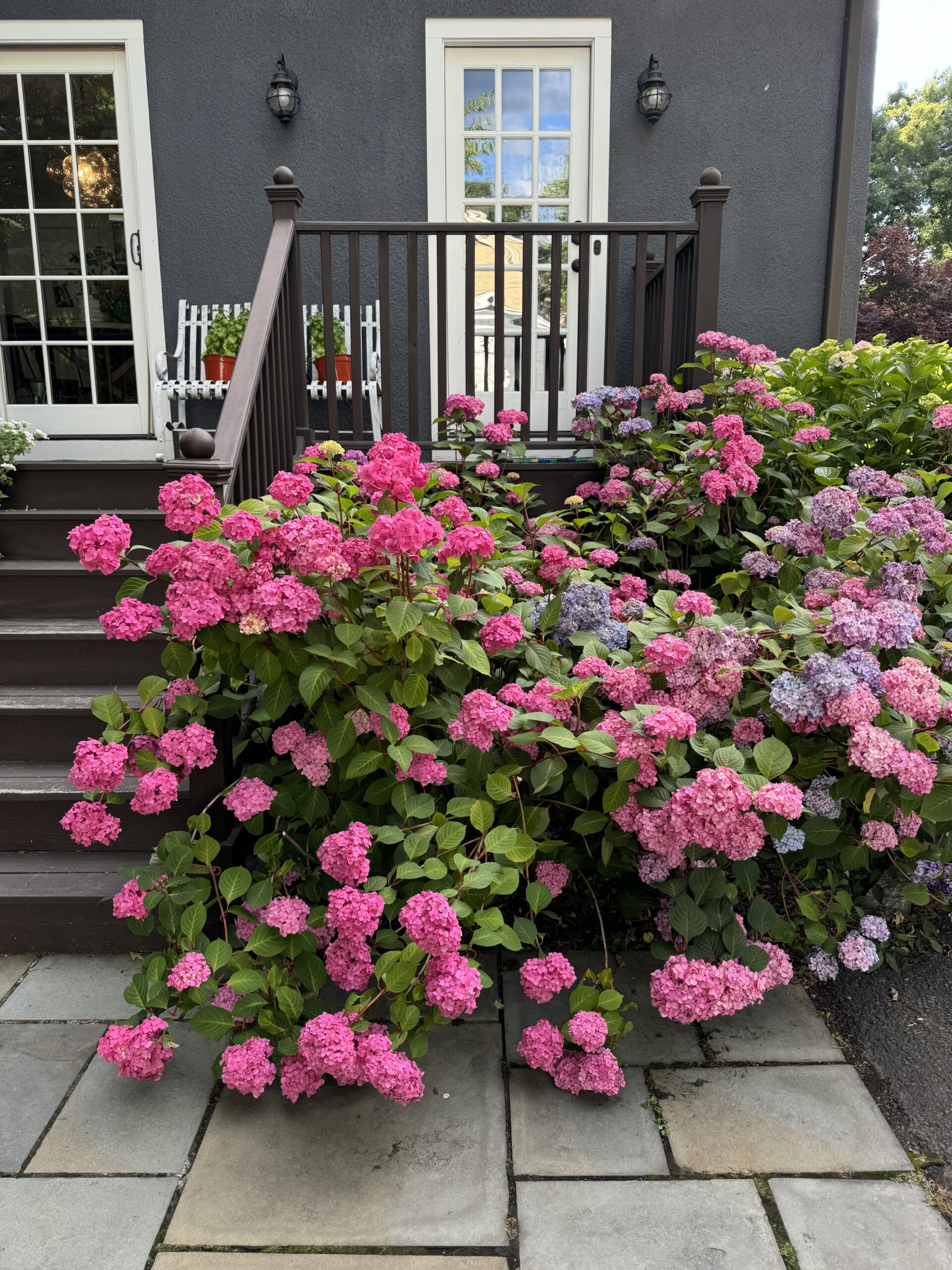 Stunning Endless Summer Hydrangeas / kellyelko.com
