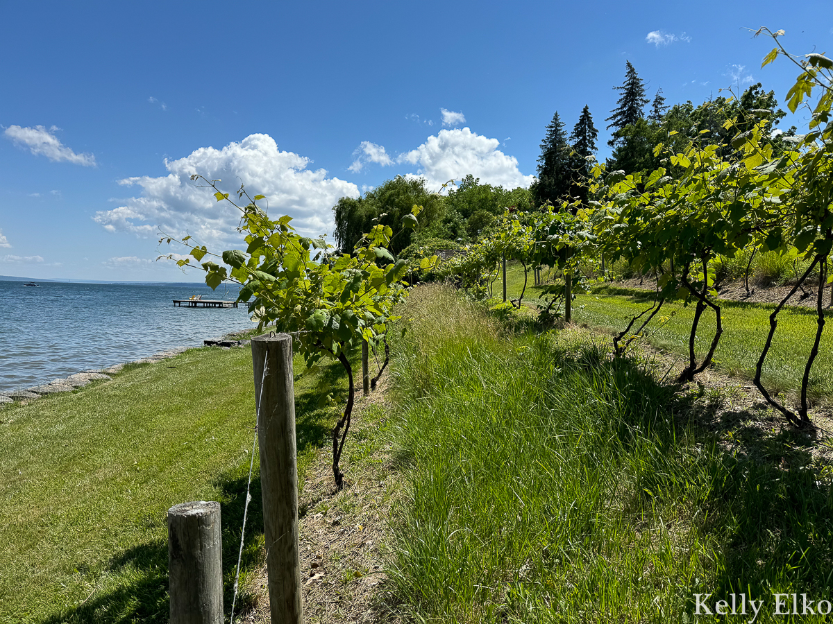 Goose Watch Winery - love the grape vines growing close to the lake in the New York Finger Lakes / kellyelko.com